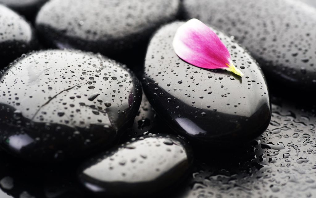 beautiful pink and black photography flower stone
