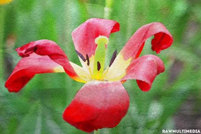 Red Flower Beauty - RawMultimedia Photography Art Painting - c